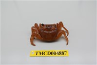 藏品(白紋方蟹)的圖片